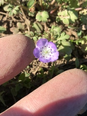 Nemophila phacelioides