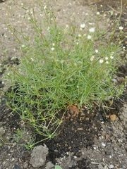 Spergula