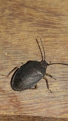 Stictochilus