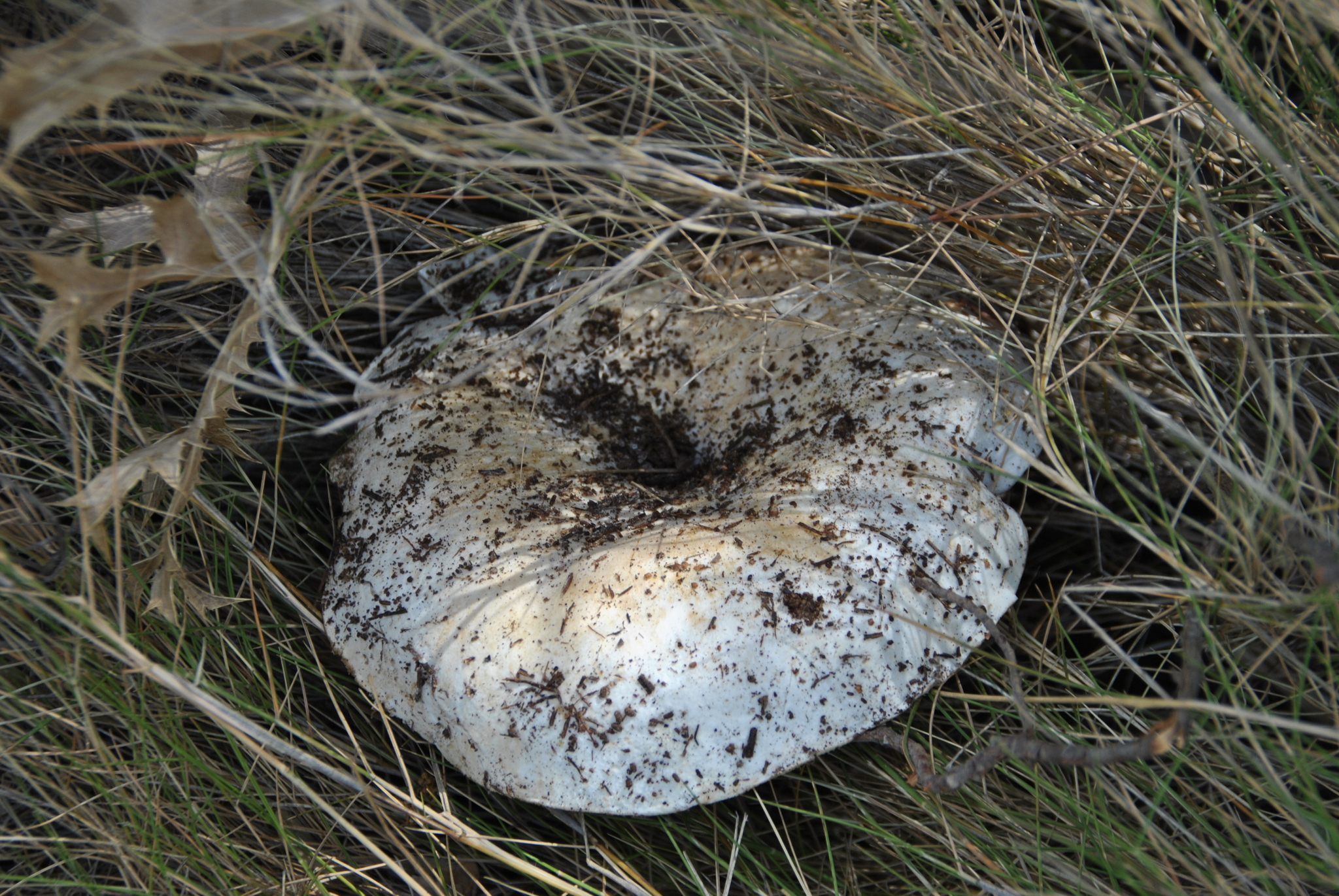 Russula delica image