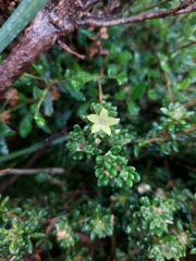 Asterolasia trymalioides