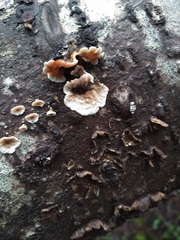 Stereum sanguinolentum