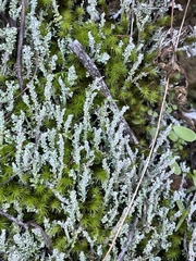 Cladonia scabriuscula