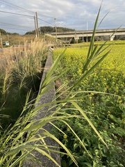 Phragmites karka