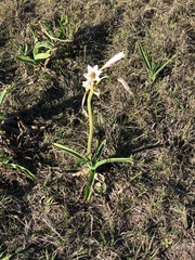 Crinum bulbispermum