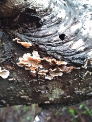 Stereum sanguinolentum