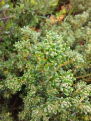 Asterolasia trymalioides