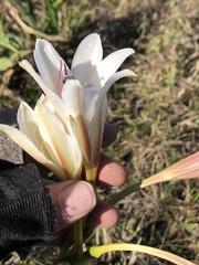 Crinum bulbispermum