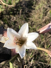 Crinum bulbispermum