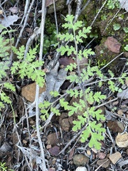Eucrypta chrysanthemifolia
