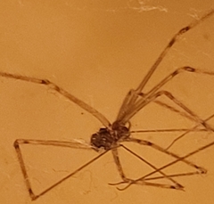 Physocyclus globosus