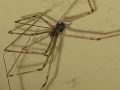 Physocyclus globosus