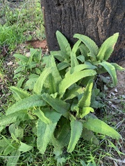Salvia spathacea