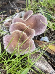 Pleurotus tuber-regium