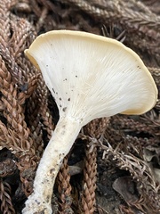 Pleurotus tuber-regium