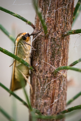 Palaeosia bicosta