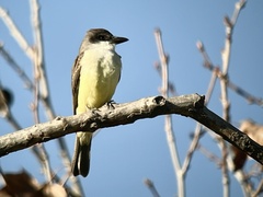 Tyrannus crassirostris