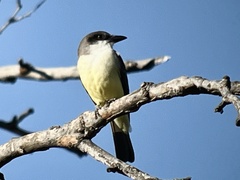 Tyrannus crassirostris