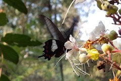 Parides proneus