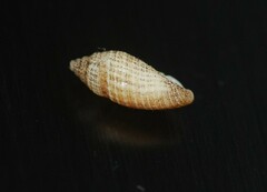 Tenaturris concinna