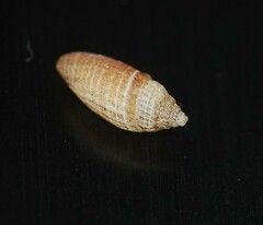Tenaturris concinna