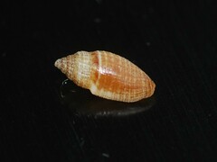 Tenaturris concinna