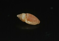 Tenaturris concinna