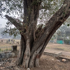 Ficus religiosa