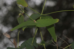 Gonipterus platensis