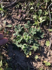 Lupinus subcarnosus