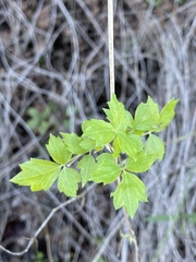 Clematis pauciflora