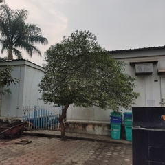 Tabernaemontana divaricata