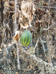 Polyclathra cucumerina