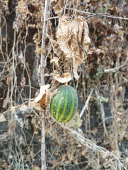Polyclathra cucumerina