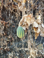 Polyclathra cucumerina