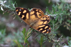 Heteronympha banksii