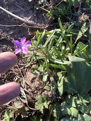 Phlox cuspidata