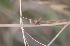 Conocephalus bilineatus