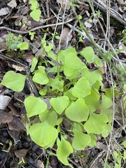 Claytonia perfoliata