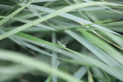 Conocephalus bilineatus