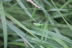 Conocephalus bilineatus