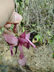 Ipomoea bracteata