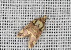 Callithauma callianthes