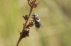 Scaptia auriflua