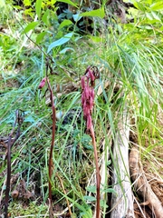 Corallorhiza striata