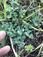 Corydalis micrantha