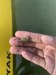 Hippocampus zosterae