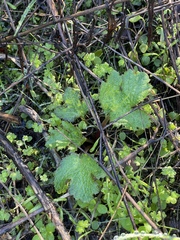 Sanicula crassicaulis