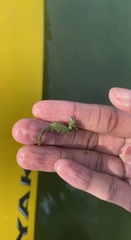 Hippocampus zosterae