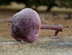 Pseudobaeospora